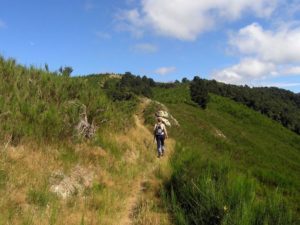 Mt Oxford Walks, South Island, New Zealand, Copyright Freewalks NZ