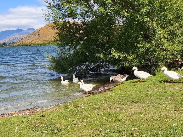 Lake Hayes Walkway with geese near Queenstown - Copyright Freewalks NZ_800x600