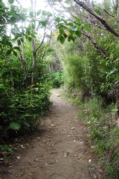 Queen Charlotte Track - Point 18 - Walking through the bush - Copyright Freewalks.nz