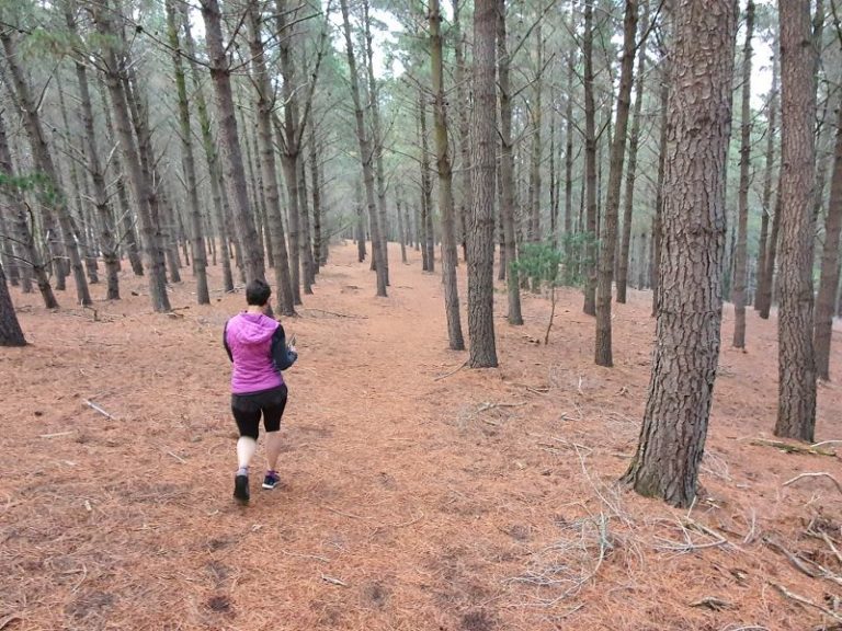 Point 3 - Walking through the pine trees on the Grovers Hill Walk in Roxburgh - Copyright Freewalks.nz