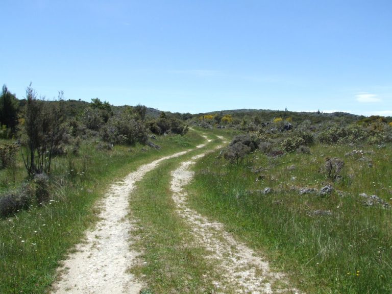 Takaka Hill Walk near Nelson, South Island - Copyright Freewalks.nz (1)