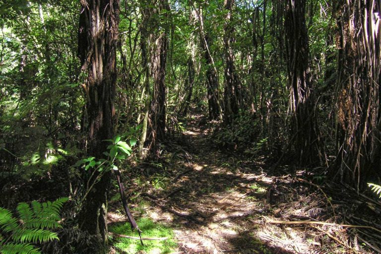 Ananui Falls Walk