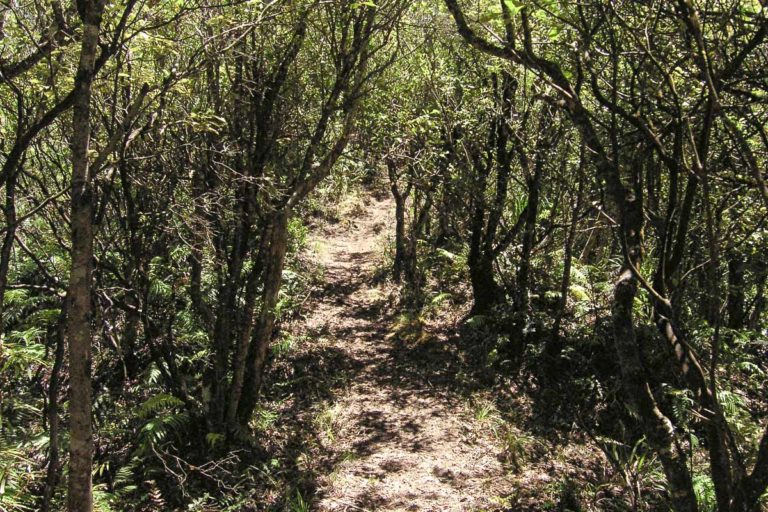 Ananui Falls Walk