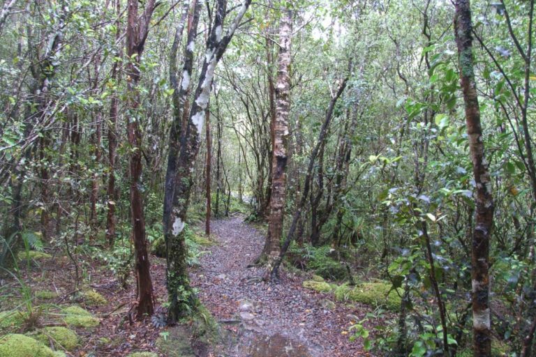 Atiwhakatu Hut Walk