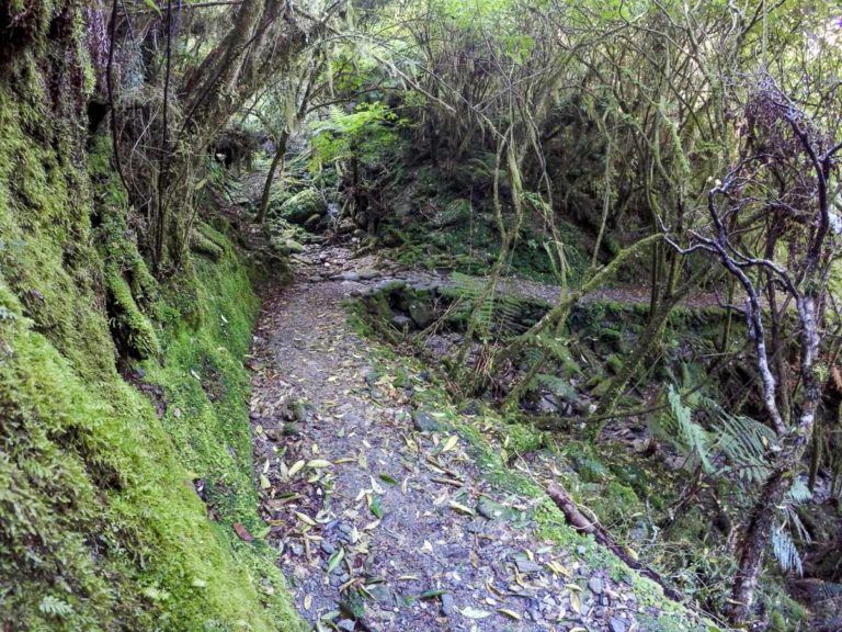 Callery Gorge Walking track