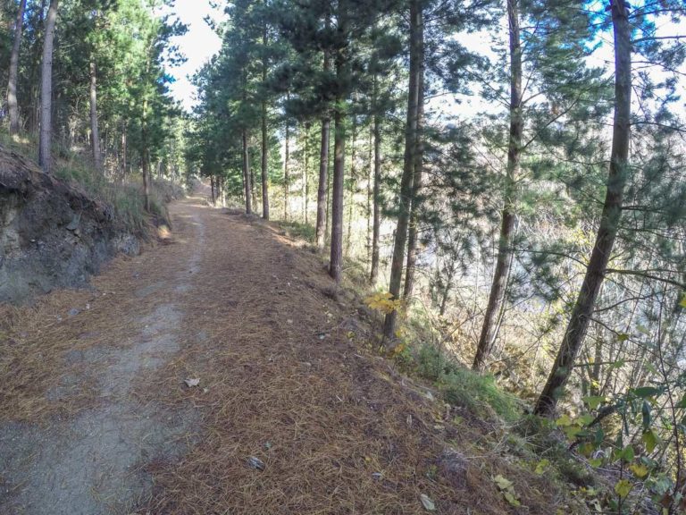 Good quality track on the Clutha Gold Trail