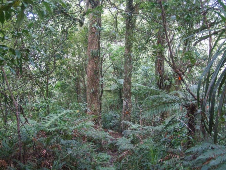 Mt Eliza Mine Walk