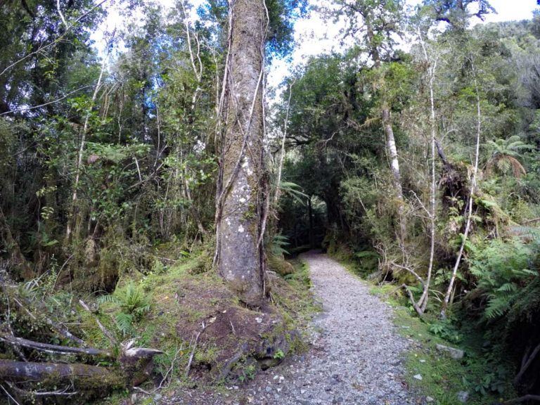 Lake Wombat Walk, Franz Josef