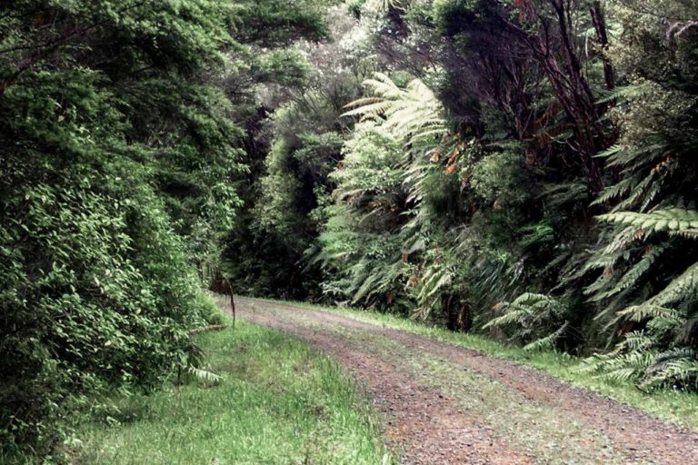 Upper Huia Reservoir Walk