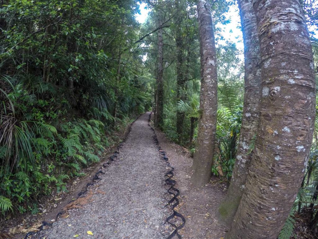 5 min walk to the small Rimu grove.