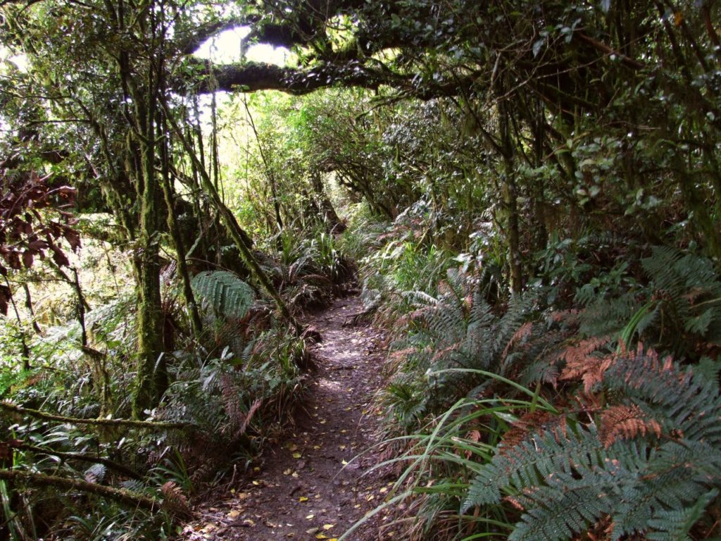 Mt Tauhara Walk