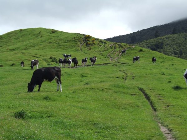 Mt Tauhara Walk