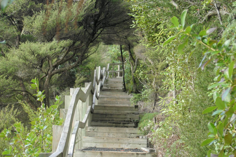 Walking up the steps to the summit of Rangitoto Island