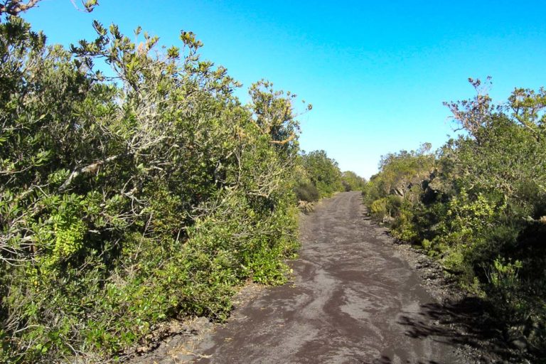 Rocky track on Rangitoto Island Summit walk