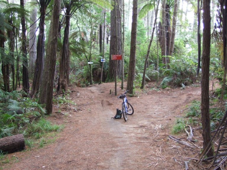 Whakarewarewa Forest Mountain Bike Track