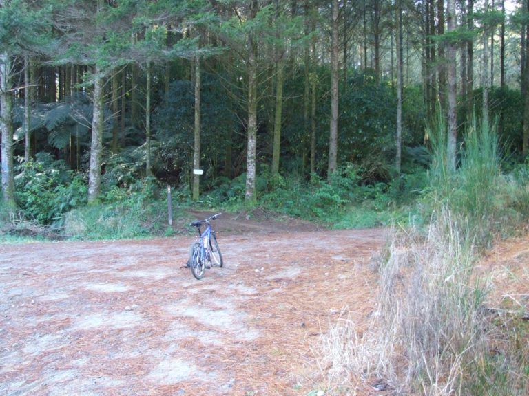 Whakarewarewa Forest Mountain Bike Track