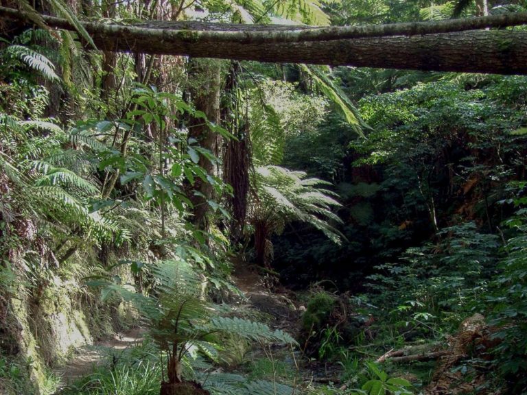 Redwoods Grove Walk