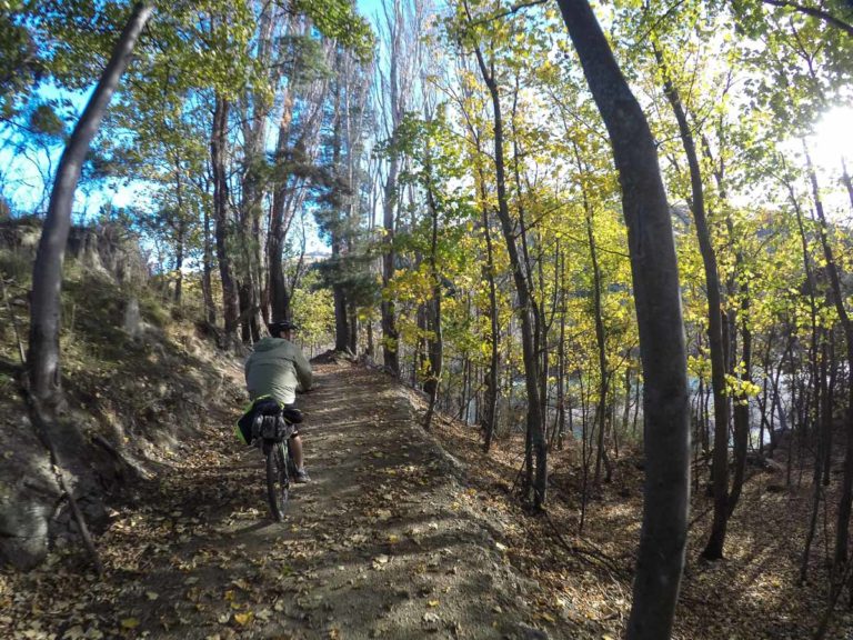 Cycling through the woods on the Clutha Gold Trail