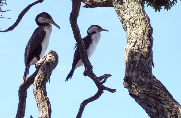 Shags resting in a tree at Pink Beach