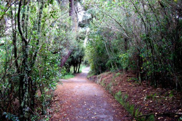 Short walk through the bush on the Huka Falls walk, Taupo