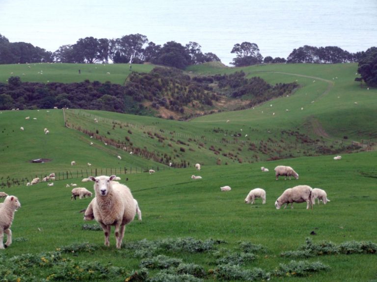 Tapapakanga Regional Park Walk