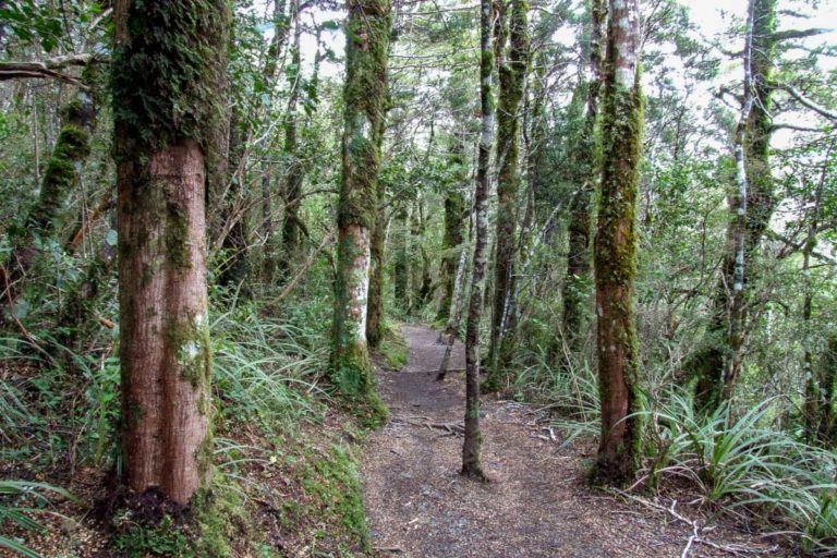 Walking down the Taranaki Stream