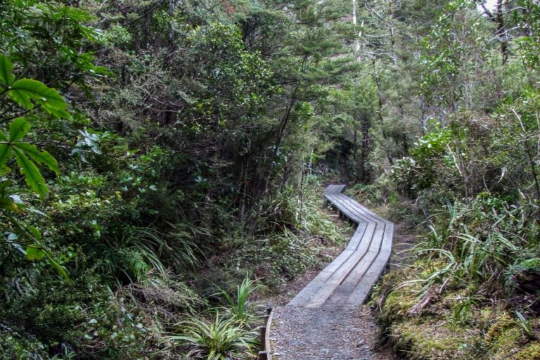 Walking down the Taranaki Stream