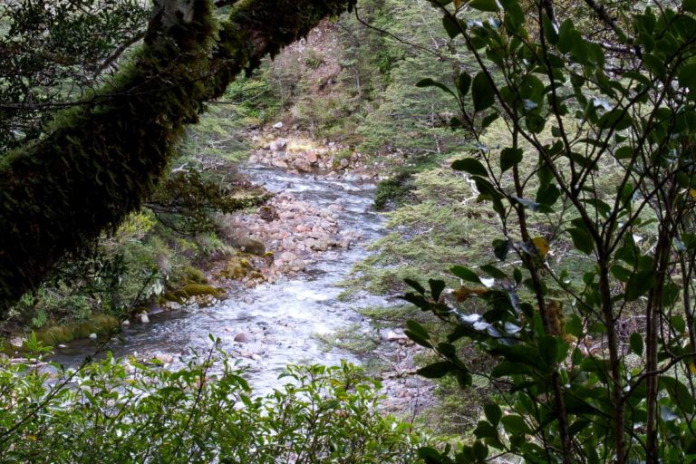 Taranaki Stream