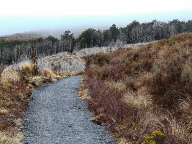 Star of the Taranaki Falls walk