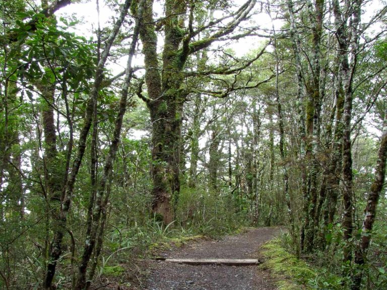Taranaki Falls Walk, Mt Ruapehu