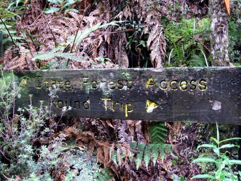 State forest access track