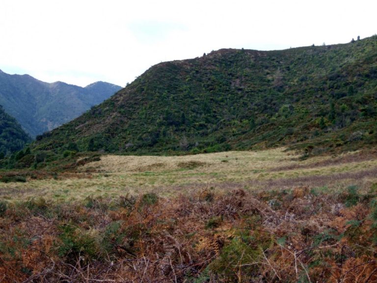 Tauranga Stream