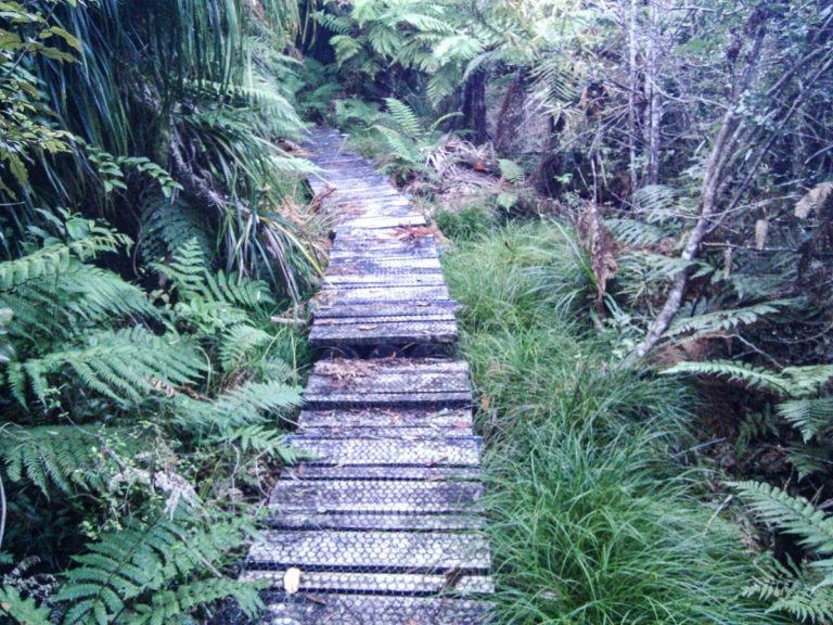 Mt Te Aroha To Wharawhara Track Walk