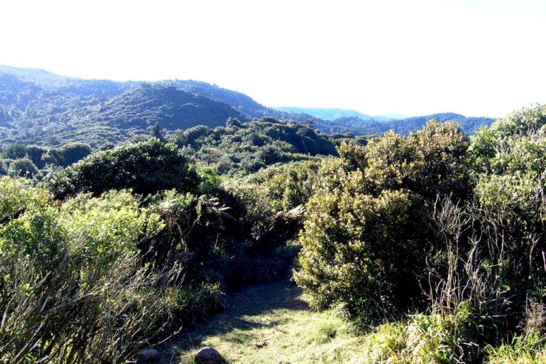 Looking North along the Kaimai Range