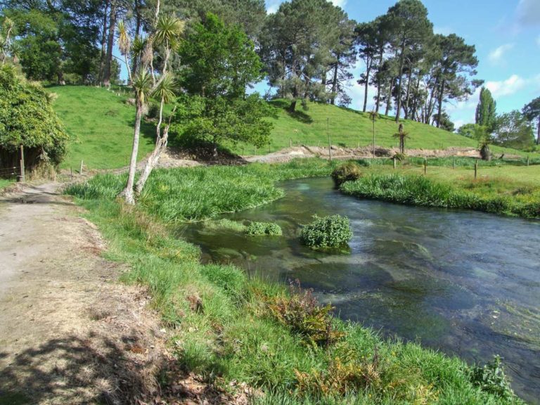 Looking down the track on the Blue Spring - Te Waihou Walkway