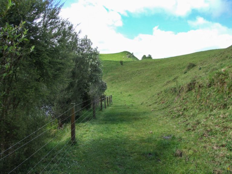 Grassy track on the Blue Springs, Te Waihou River Walk