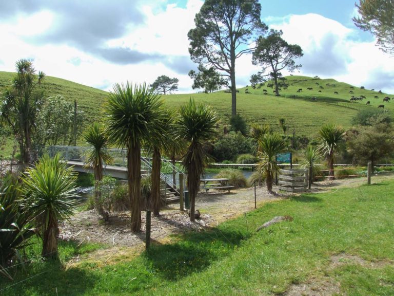 Lots of tree planting along the walkway - Blue Spring - Te Waihou Walkway