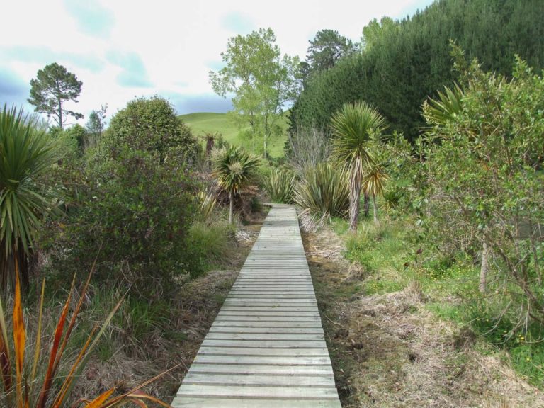 Nice board walk as part of the Blue Springs, Te Waihou River Walk