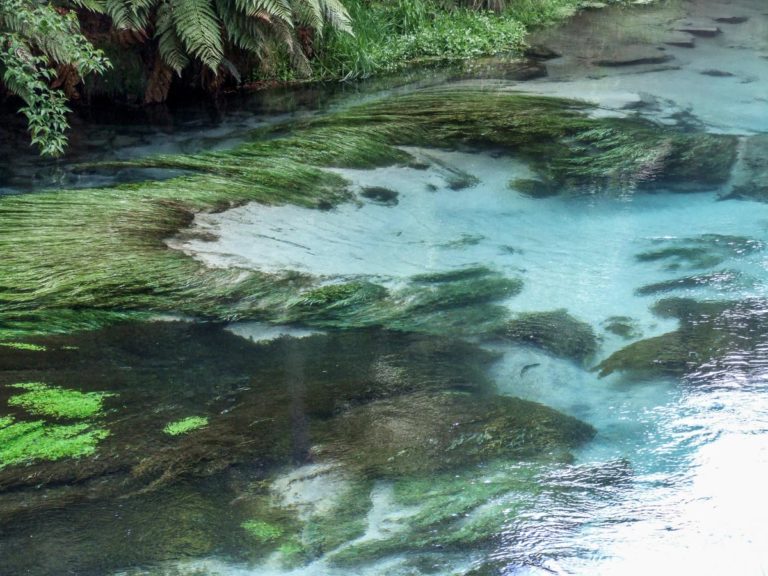 Walks in Putaruru. Look for trout along the way to the Blue Springs, Te Waihou River Walk