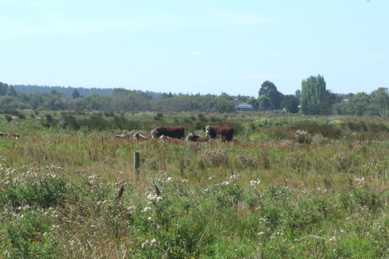 Hereford cattle - Travis Wetlands Walk