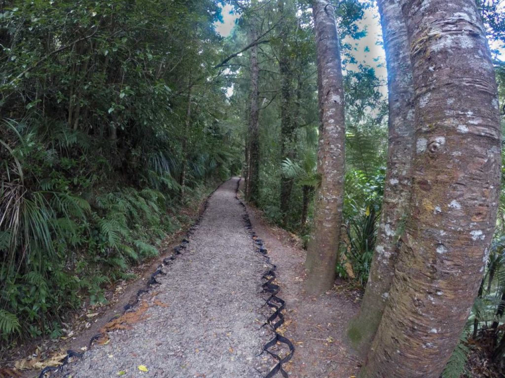 Young Rimu Trees