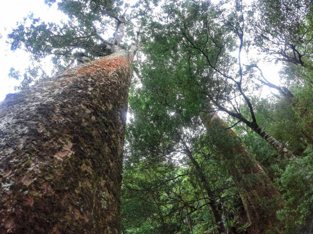 The huge Tuahu Kauri tree