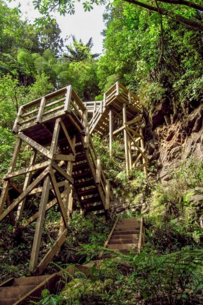 Looking up at the staircase to Wairere Falls Walk