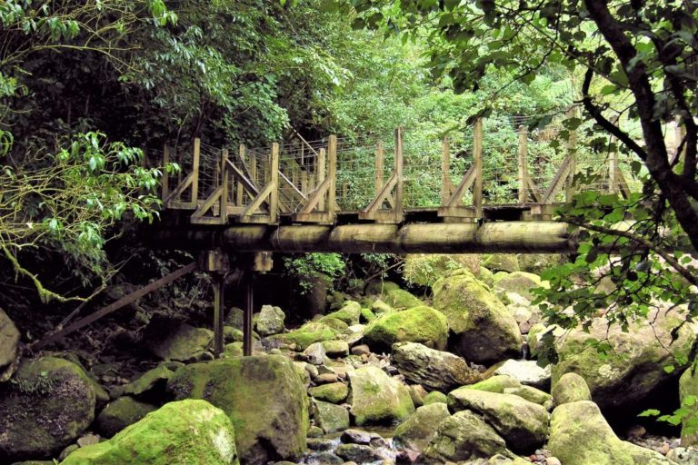 First bridge on the Wairere Falls Walk