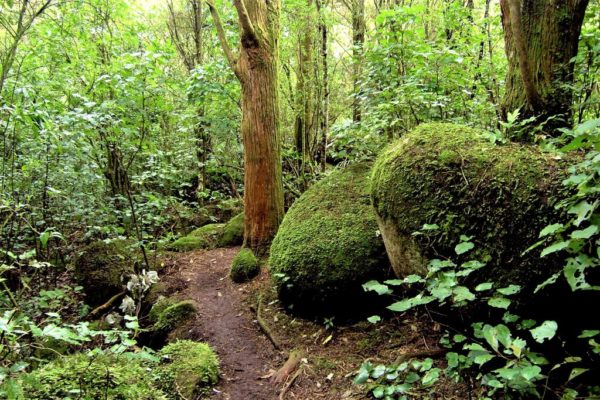 Five minutes into Wairere Falls Walk