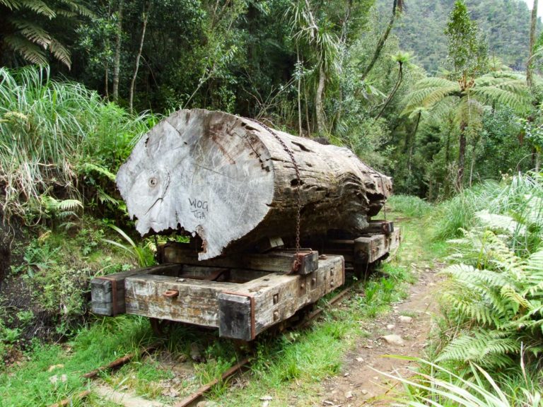Kauri log showing the history along the Waitawheta Tramway