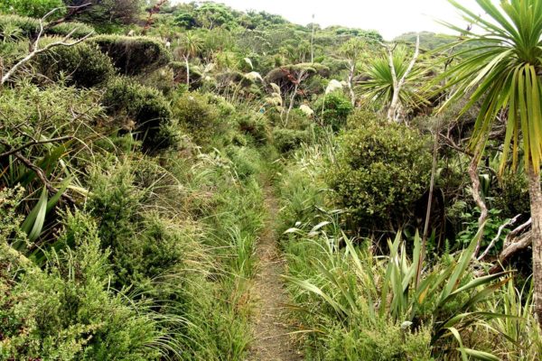 Track to White Beach