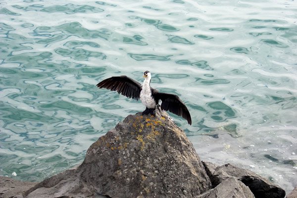 Auckland Waterfront Walk to Mission Bay - Point 2