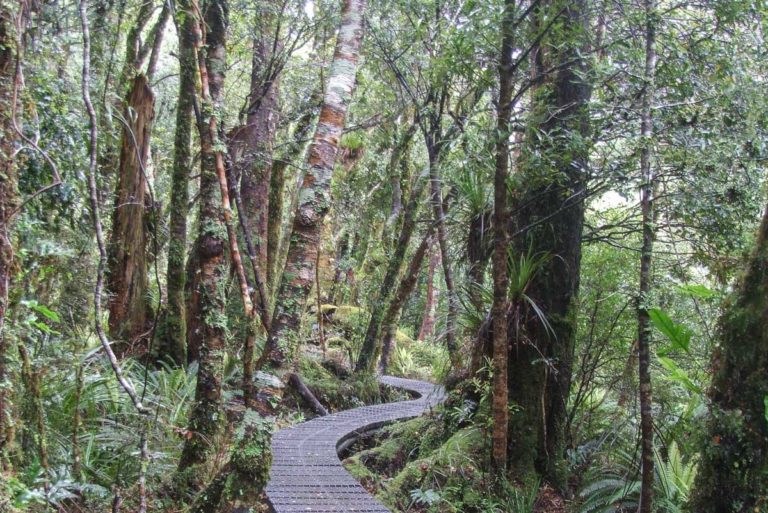 Atiwhakatu Hut Walk