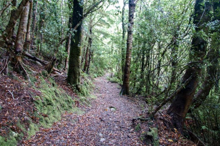 Atiwhakatu Hut Walk